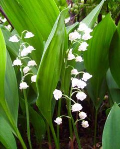 Muguet