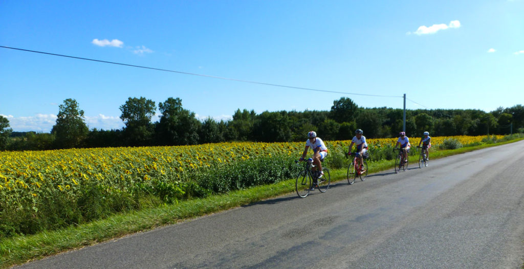 Culture de tournesol et vignes alternent sur le parcours