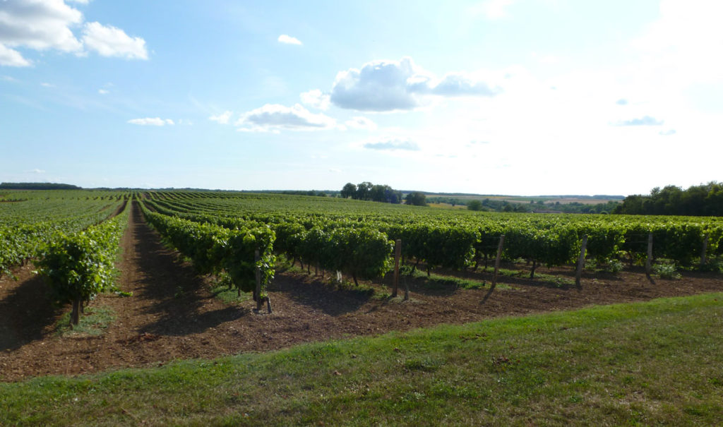 Culture de tournesol et vignes alternent sur le parcours