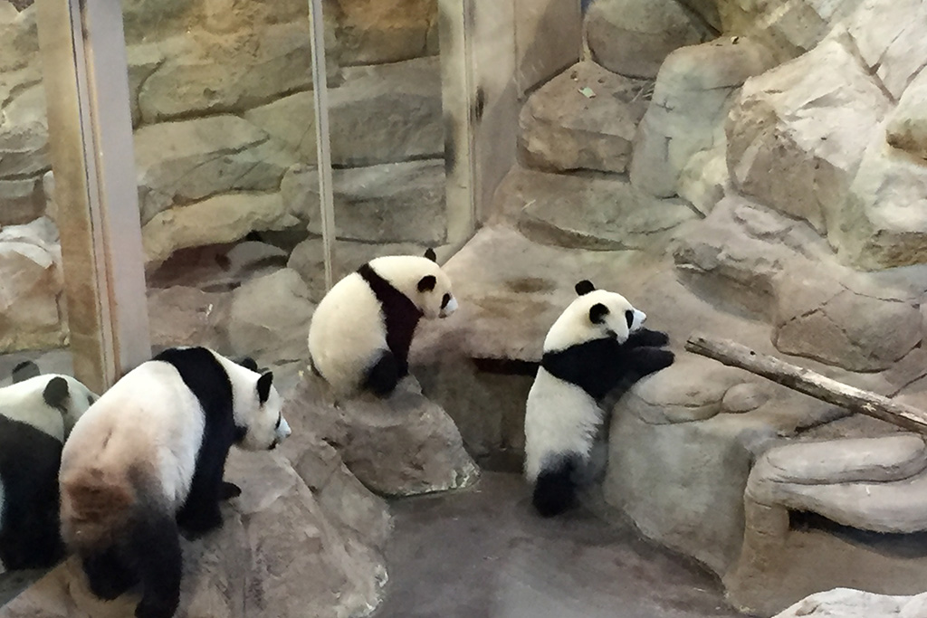 Le zoo de Beauval